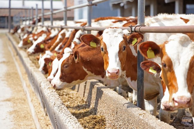 Dairy farm, simmental cattle, feeding cows on farm